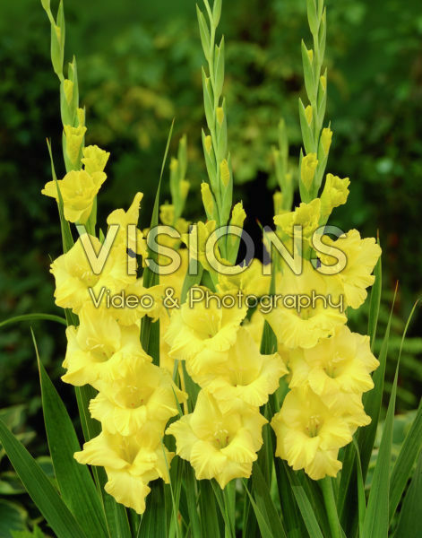 Гладиолус крупноцветковый Бананарама